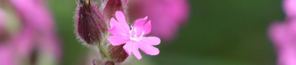 Red campion flowers.